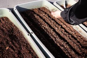 種まき（後発）1.