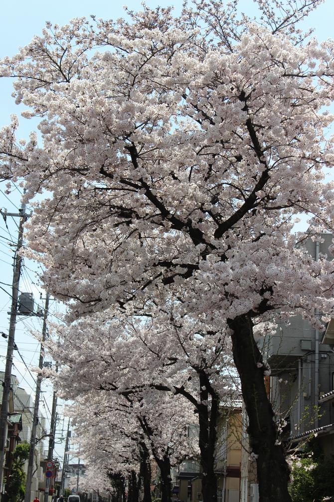 さくら通り