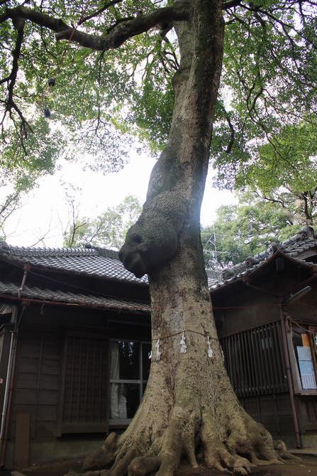 タブノキ