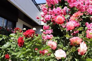 写真1.