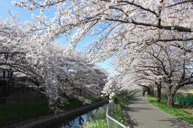 桜回廊