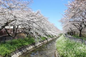 見沼代用水西縁