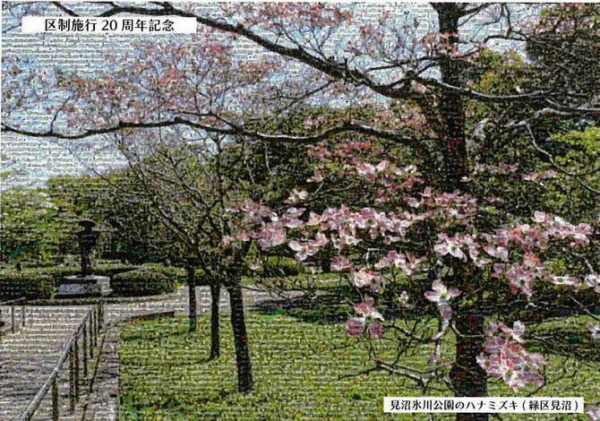 見沼氷川公園のハナミズキ