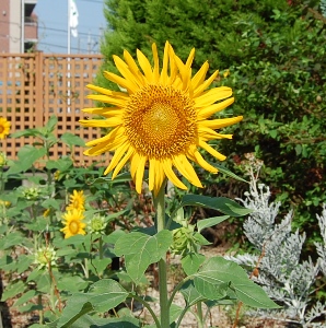南区の花「ヒマワリ」