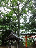 大谷場氷川神社ユリノキ