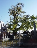 真福寺イチョウ