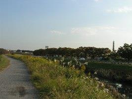 芝川沿い