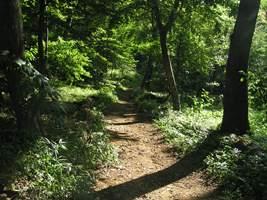 大和田緑地公園
