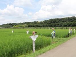 加田屋の田んぼ