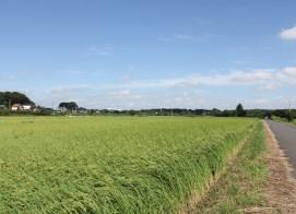 片柳の田んぼ