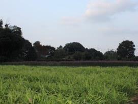 染谷ふるさとの緑の景観地