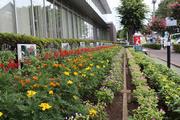 区役所植栽2