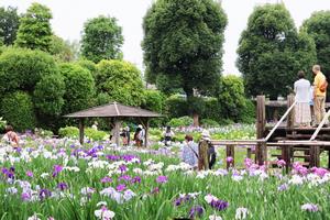 染谷花しょうぶ園