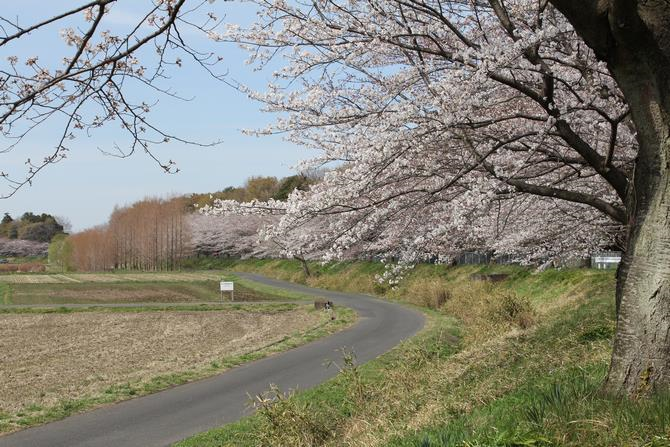 見沼大用水の桜