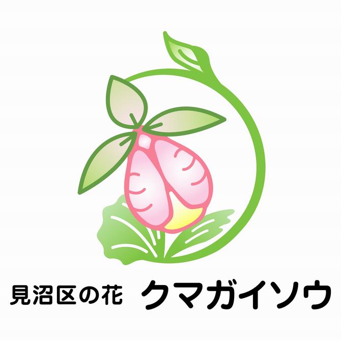 クマガイソウ_イラスト