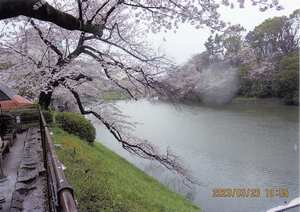 桜2