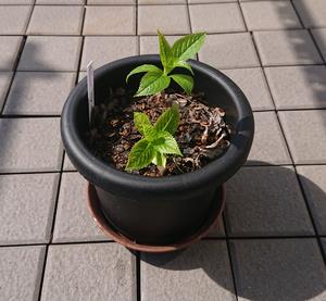 3月鉢植え新芽