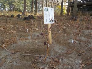 3月地植え