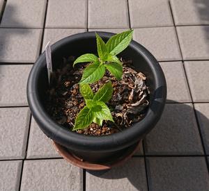 3月鉢植え新芽