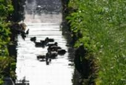 切敷川（鴻沼川）を彩る橋、花々、カモたち