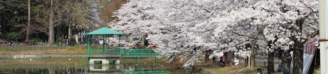 大宮公園のさくら