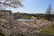 大宮第二公園のさくら