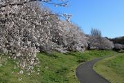 大宮第二公園のさくら