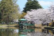 大宮公園のさくら