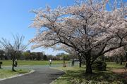 大宮第三公園のさくら