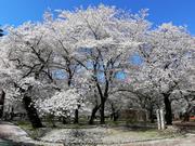 大宮公園のさくら