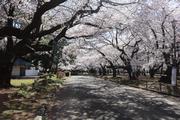 大宮公園のさくら