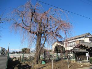 林鐘寺2（240327）