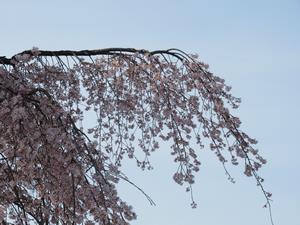 林鐘寺4（240401）