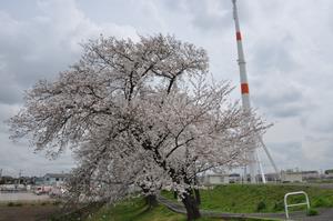 鴨川堤桜通り公園3（240408）