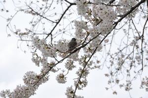 鴨川堤桜通り公園4（240408）