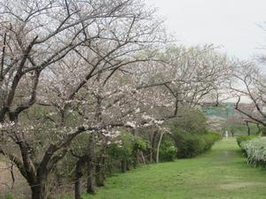 桜草公園1（240404）