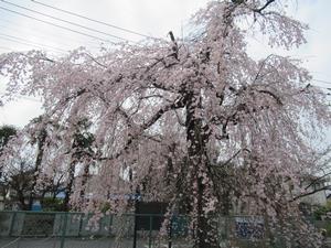 林鐘寺4