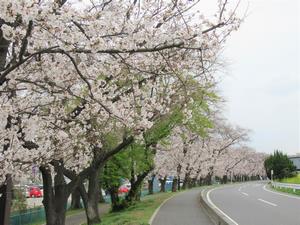 鴨川堤桜通り公園3
