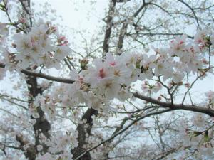 鴨川堤桜通り公園4