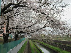 田島氷川1