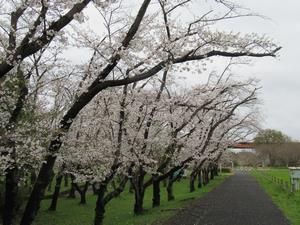 桜草公園1