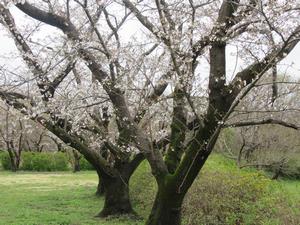 桜草公園2