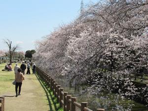 荒川総合運動公園通り3