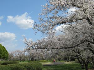 桜草公園3
