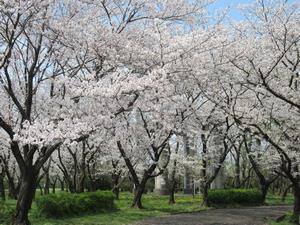 桜草公園4