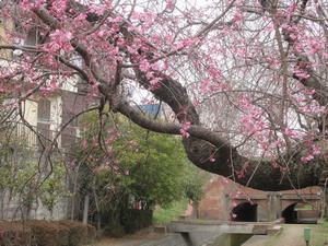 千貫樋水郷公園1