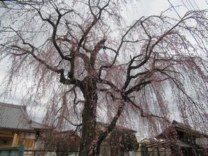 林鐘寺1