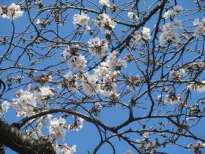 鴨川堤桜通り公園1