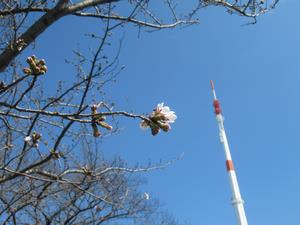 鴨川堤桜通り公園2