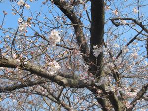 千貫樋水郷公園6